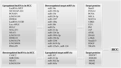 The roles of lncRNA functions and regulatory mechanisms in the diagnosis and treatment of hepatocellular carcinoma